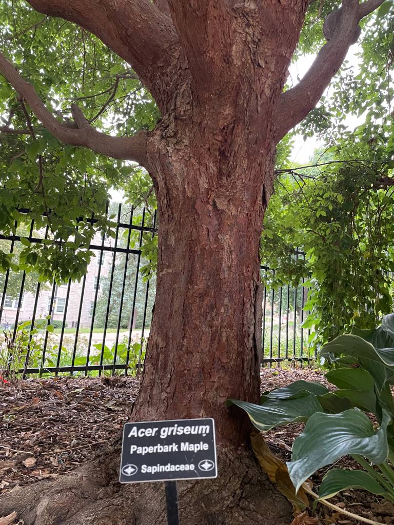 Plant name: Paperbark Maple Acer griseum 